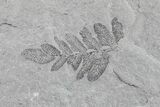 Pennsylvanian Fossil Fern (Neuropteris) Plate - Kentucky #154683-3